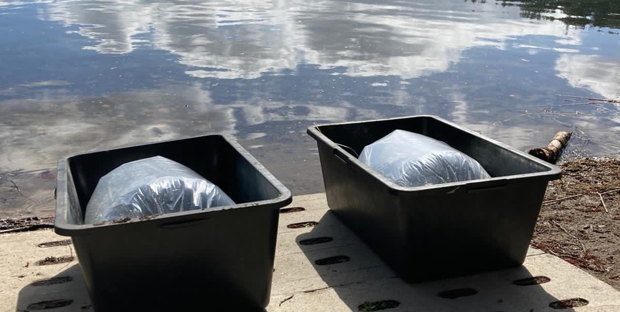 Jezioro Borowe zarybione. 100 tysięcy młodych siei trafiło do wody