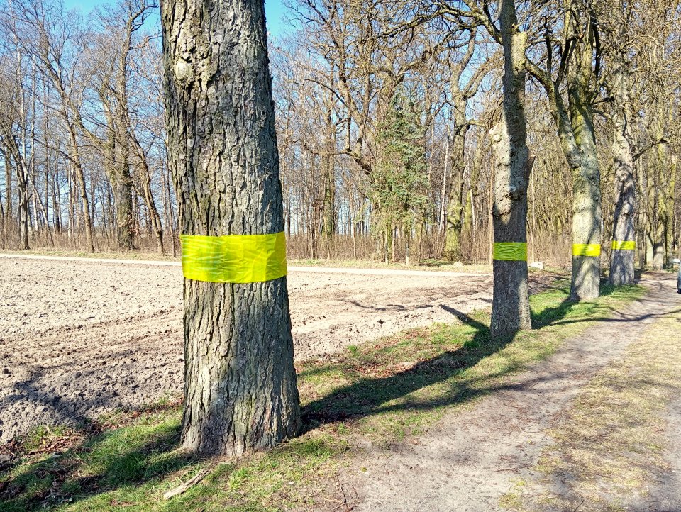 Łobżenica dba o lokalną zieleń. Ruszyła walka ze szkodnikami i zabezpieczanie drzew przed bobrami - fot. UM Łobżenica
