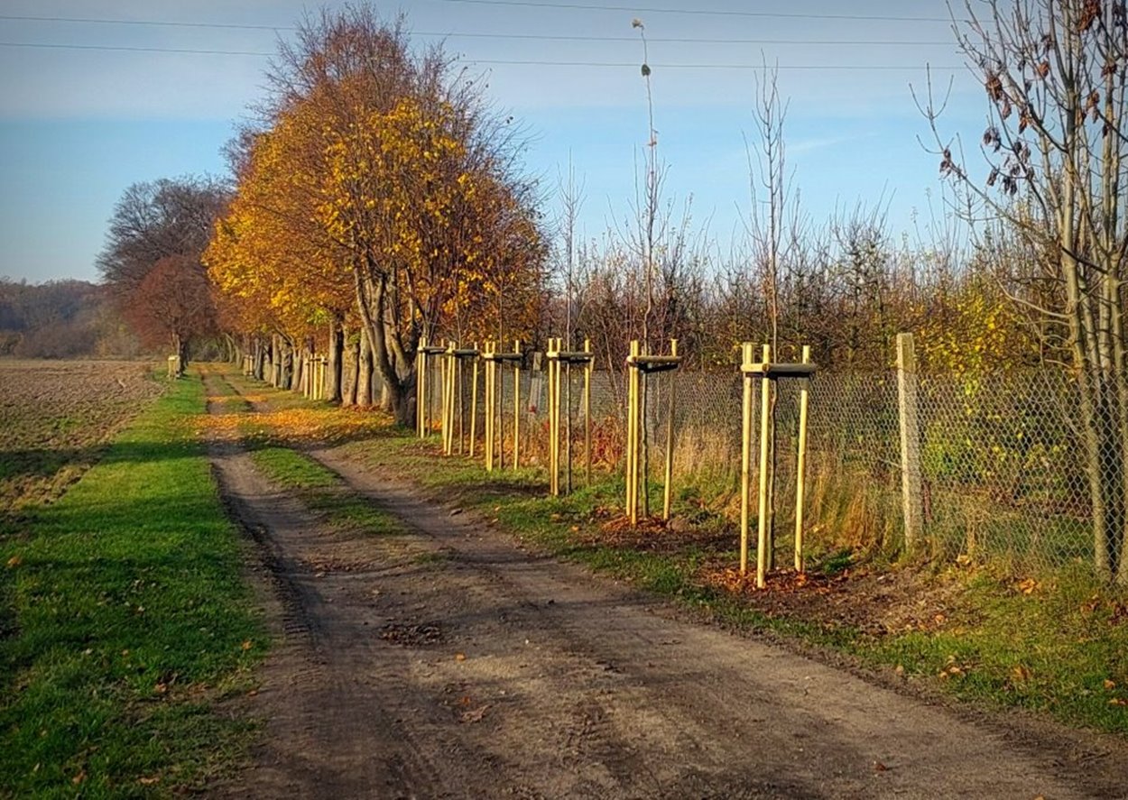 Gmina Łobżenica Nowe lipy w Ratajach dzięki dotacji Województwa Wielkopolskiego - fot. Gmina Łobżenica