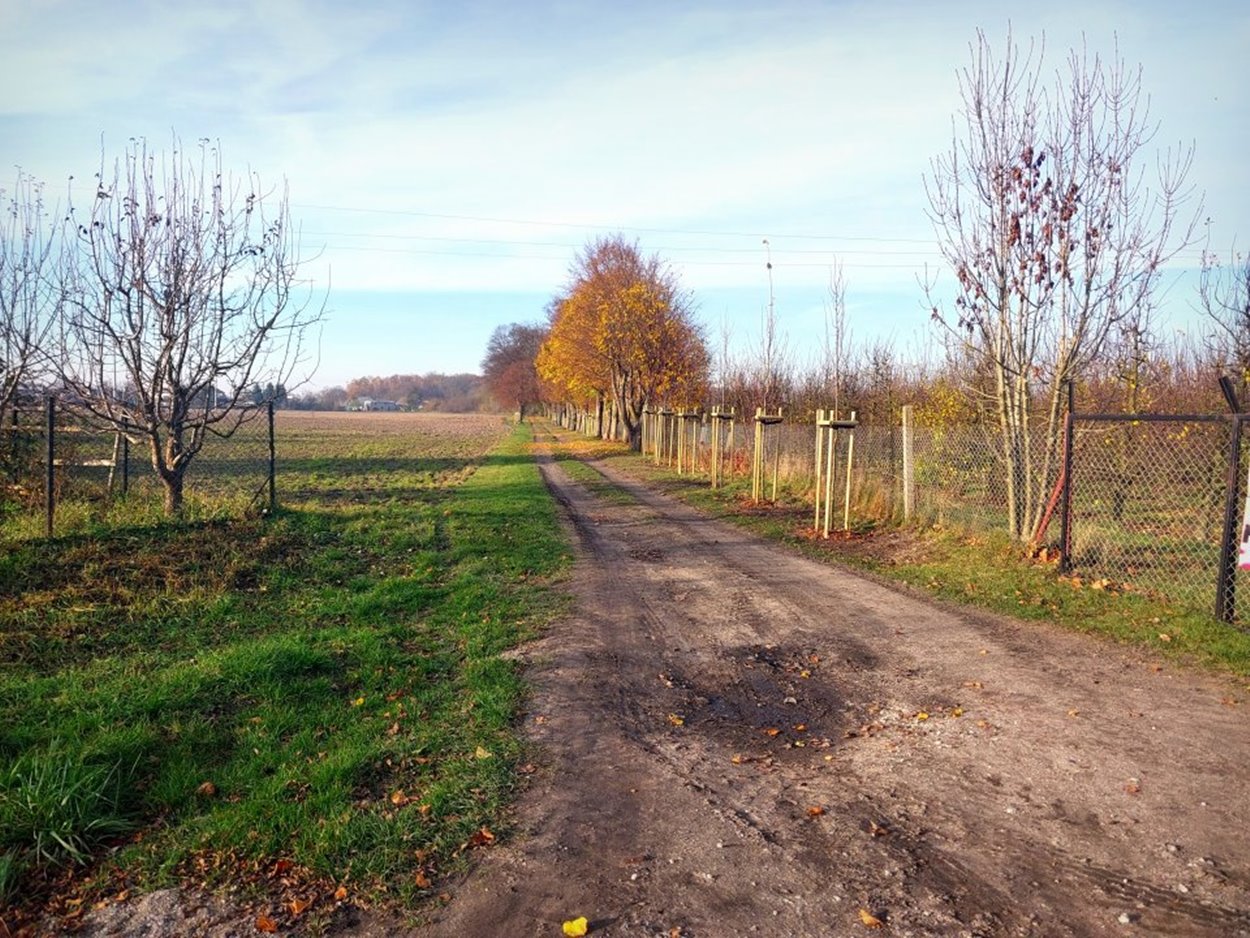 Gmina Łobżenica Nowe lipy w Ratajach dzięki dotacji Województwa Wielkopolskiego - fot. Gmina Łobżenica