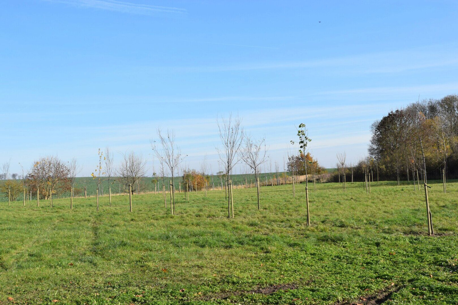 Nowa zielona enklawa przyjazna owadom w Gminie Szydłowo - fot. Gmina Szydłowo