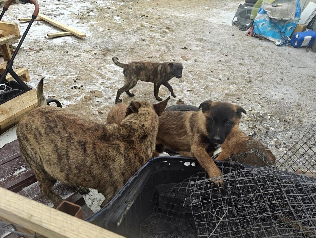 Powiat Nakielski Policjanci zatrzymali dwóch mężczyzn podejrzanych o znęcanie się nad zwierzętami - fot. KPP Nakło nad Notecią