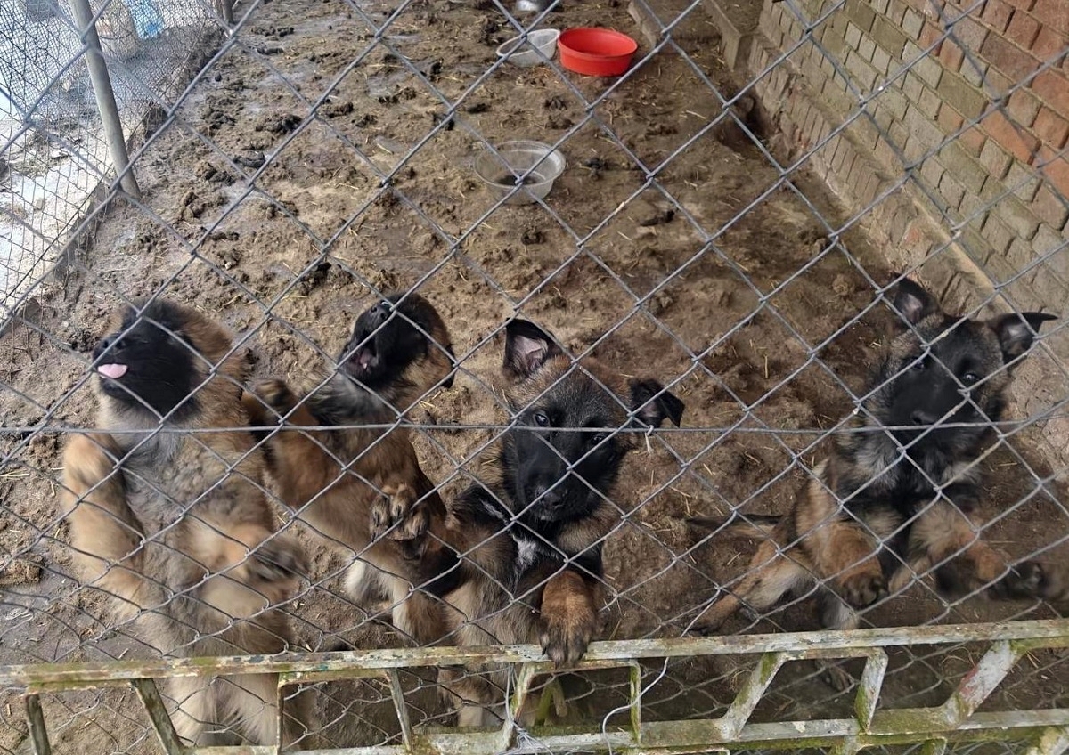 Powiat Nakielski Policjanci zatrzymali dwóch mężczyzn podejrzanych o znęcanie się nad zwierzętami - fot. KPP Nakło nad Notecią