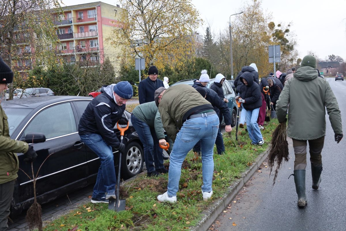 Sępólno Krajeńskie - Akcja sadzenia miododajnych lip - fot. Powiat Sępoleński