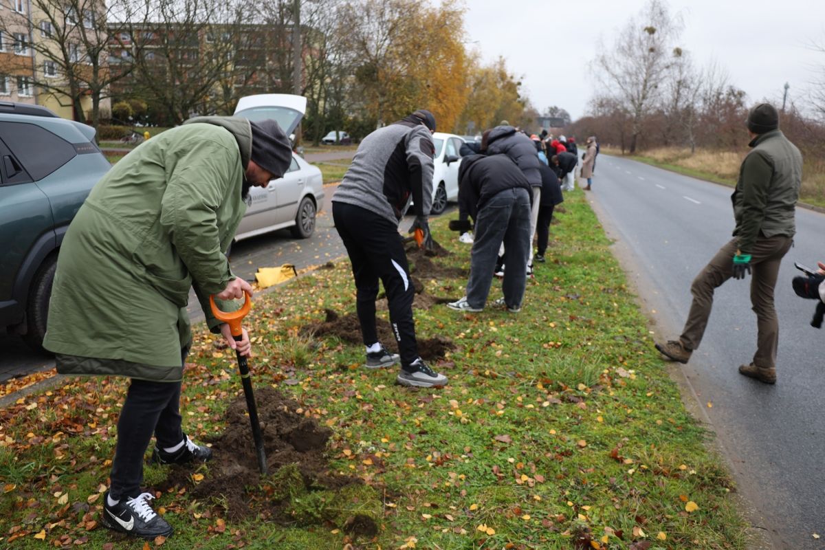 Sępólno Krajeńskie - Akcja sadzenia miododajnych lip - fot. Powiat Sępoleński
